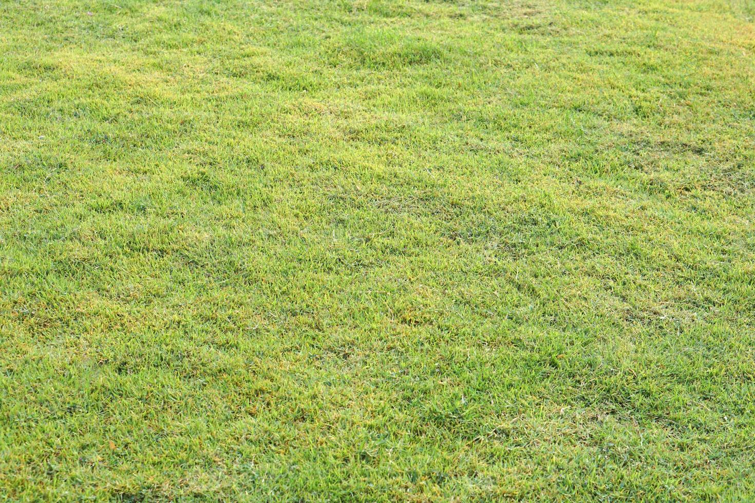 green grass background in the field photo