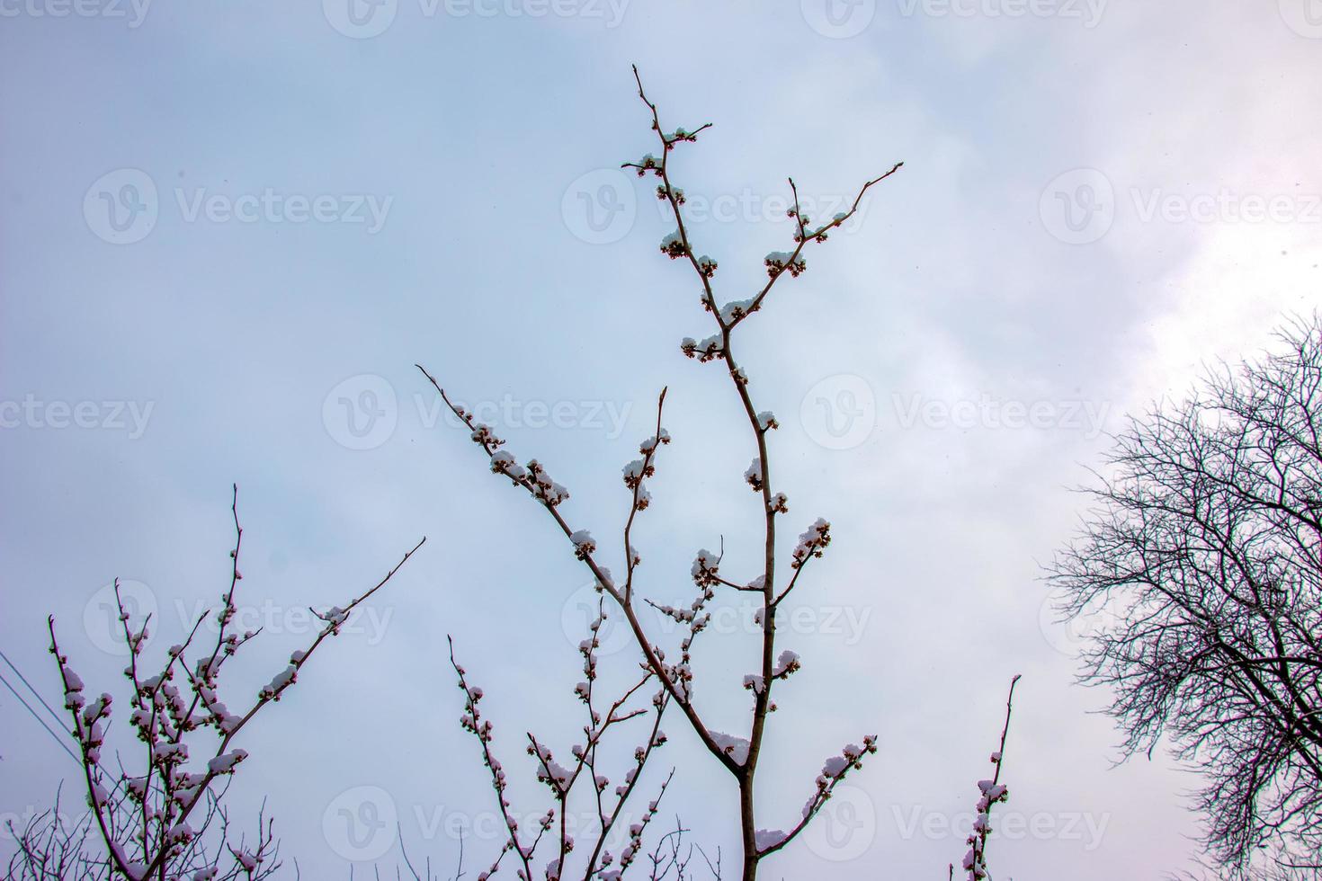 Hamamelis in winter. Yellow leaves and branches of Hamamelis virginiana covered with snow. photo