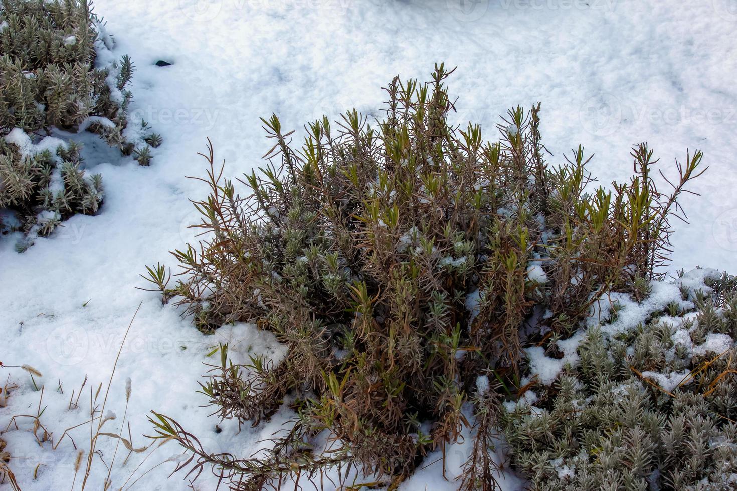 Lavender bush in winter covered with snow. Plants and flowers in winter. photo