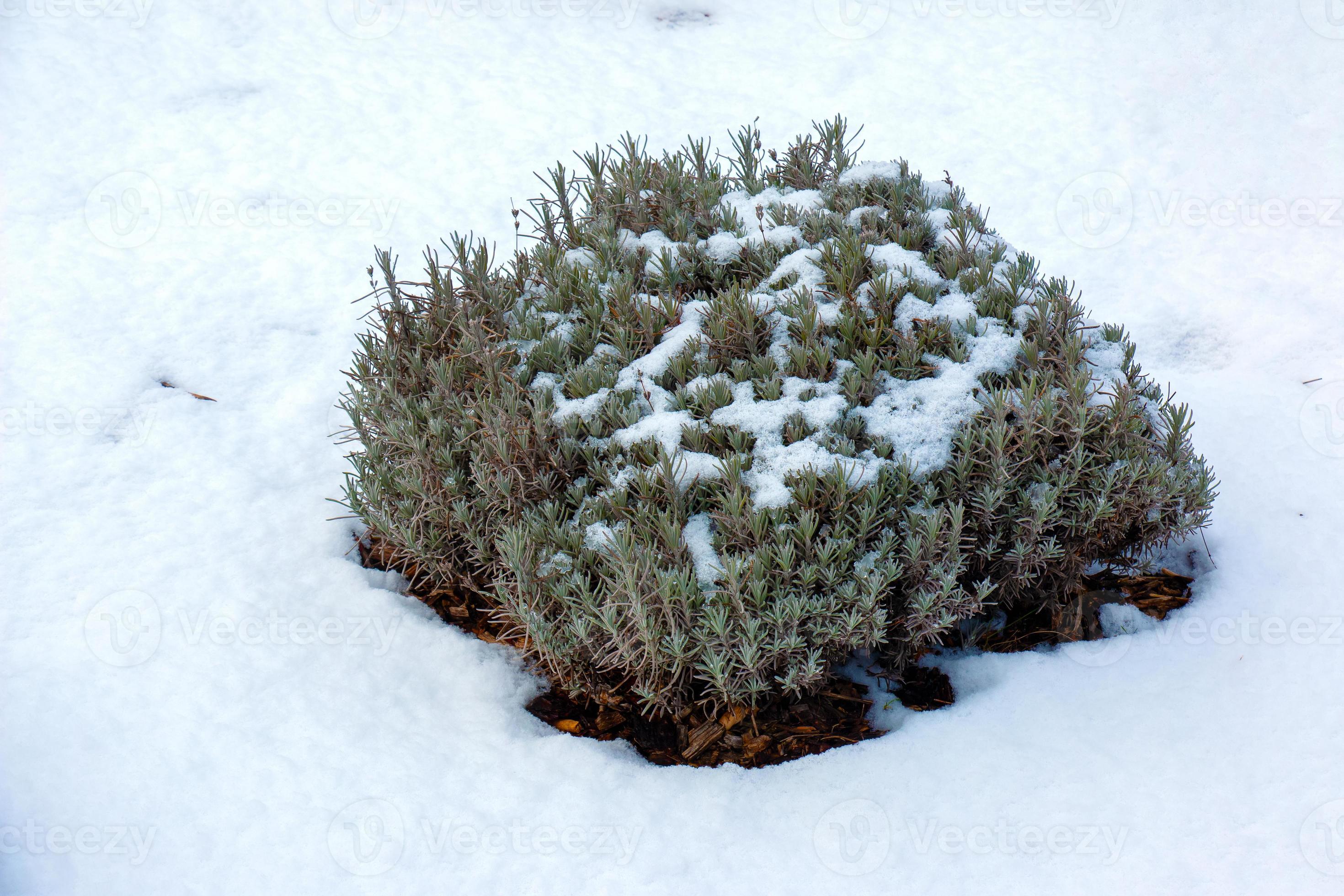 Lavender bush in winter covered with snow. Plants and flowers in winter