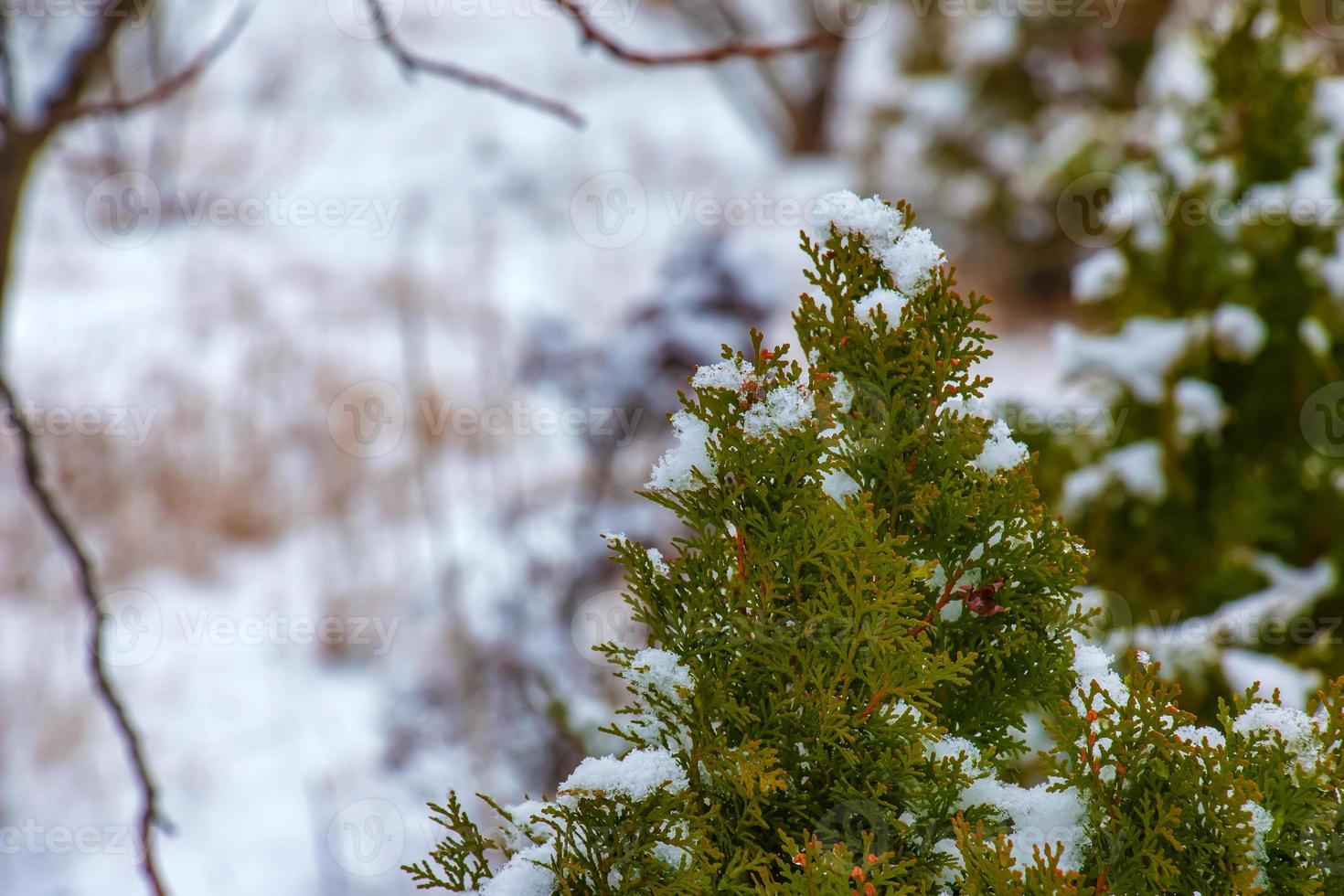 Thuja in the snow. Thuja orientalis Aurea Nana in winter. Green thuja bushes covered with white snow. photo