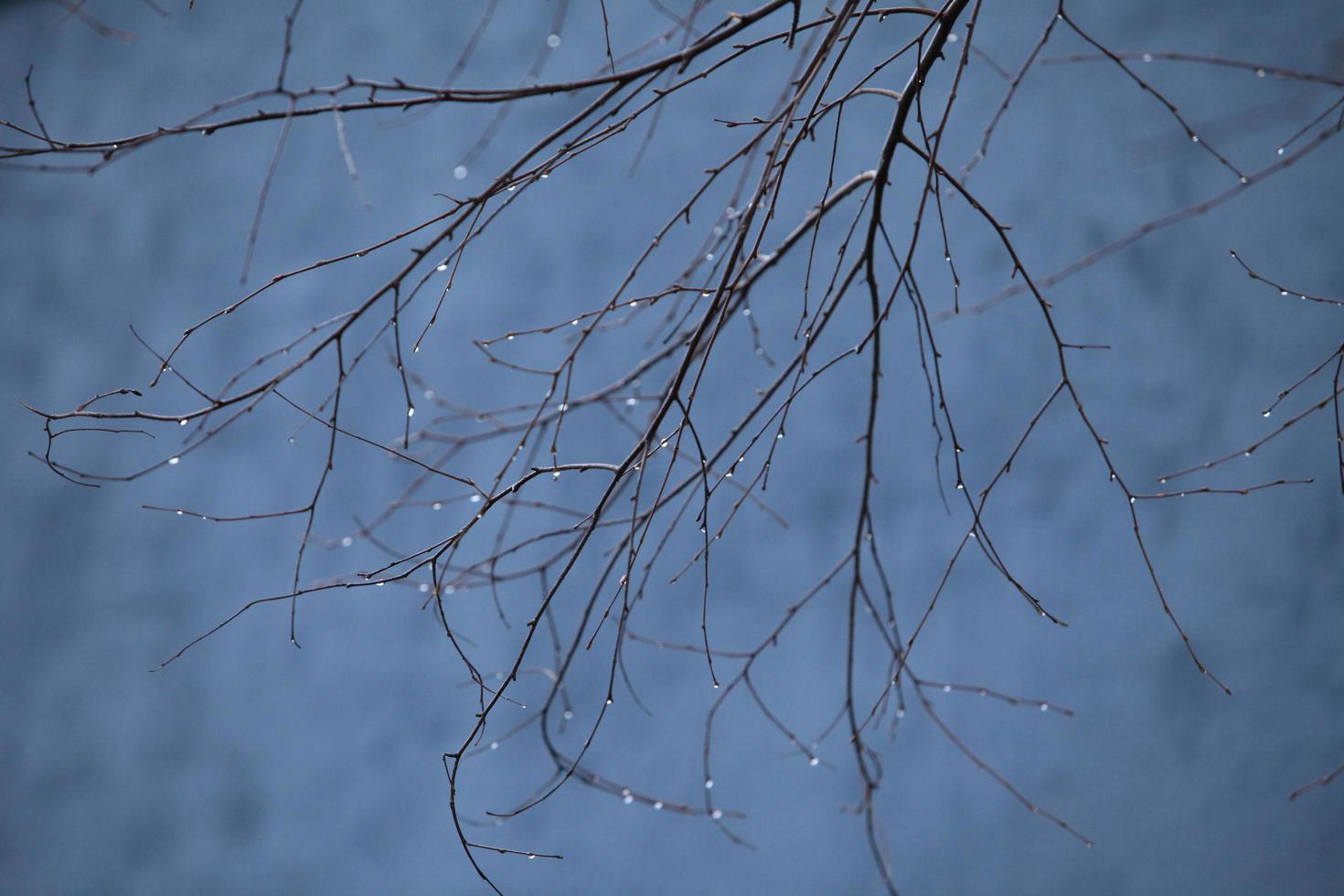 rainy and foggy autumn on the branches of raindrops, background photo