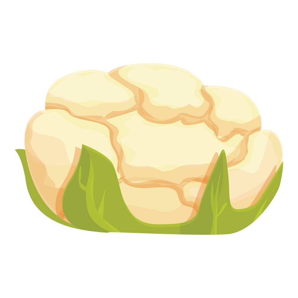 White cauliflower icon cartoon vector. Cabbage food vector