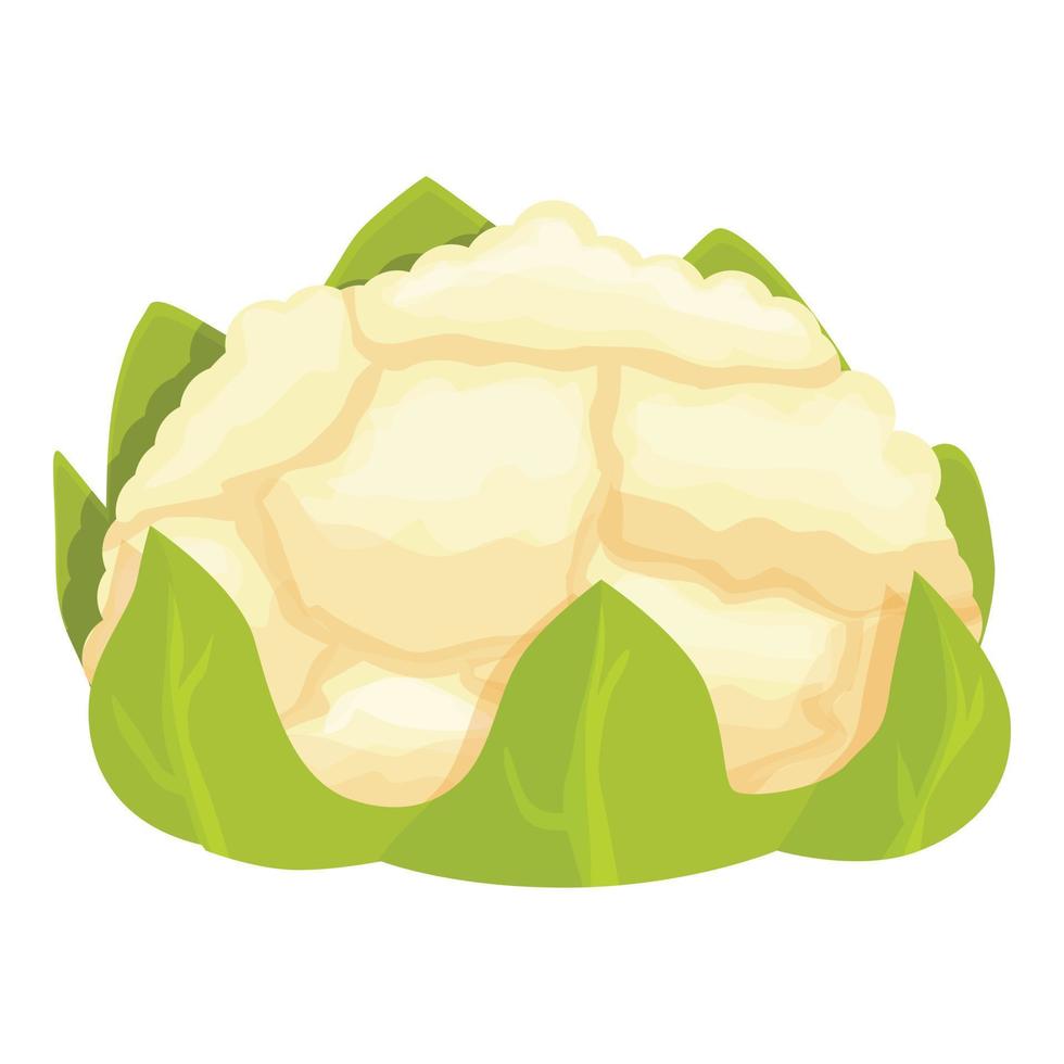 Healthy cauliflower icon cartoon vector. Cabbage food vector