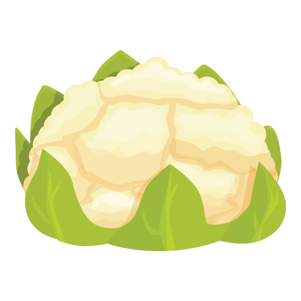 vector de dibujos animados de icono de coliflor saludable. comida de repollo