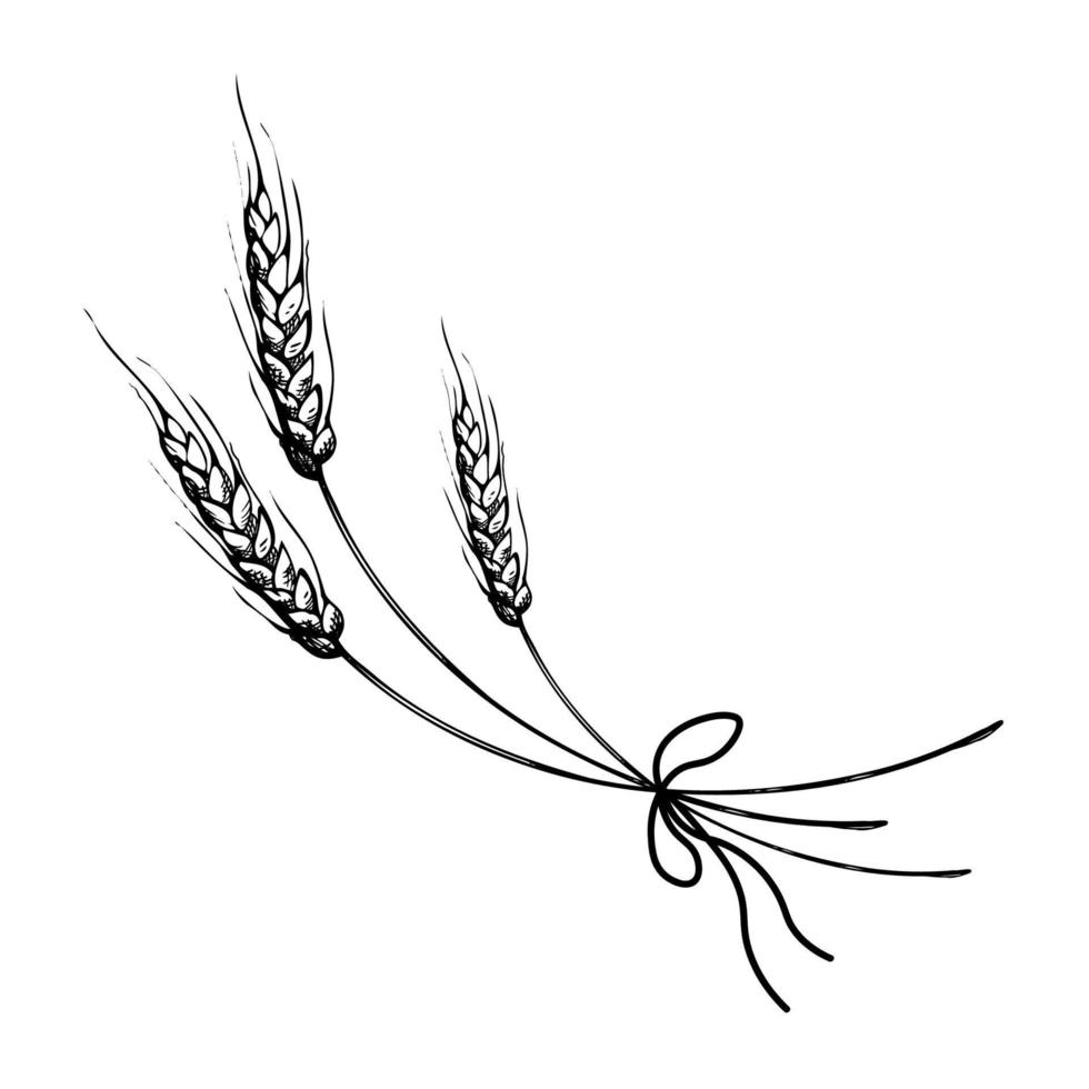 vector hand drawn wheat ears sketch doodle. Bunch of wheat ears, dried whole grains. Cereal harvest, agriculture, organic farming, healthy food symbol. Bakery design element