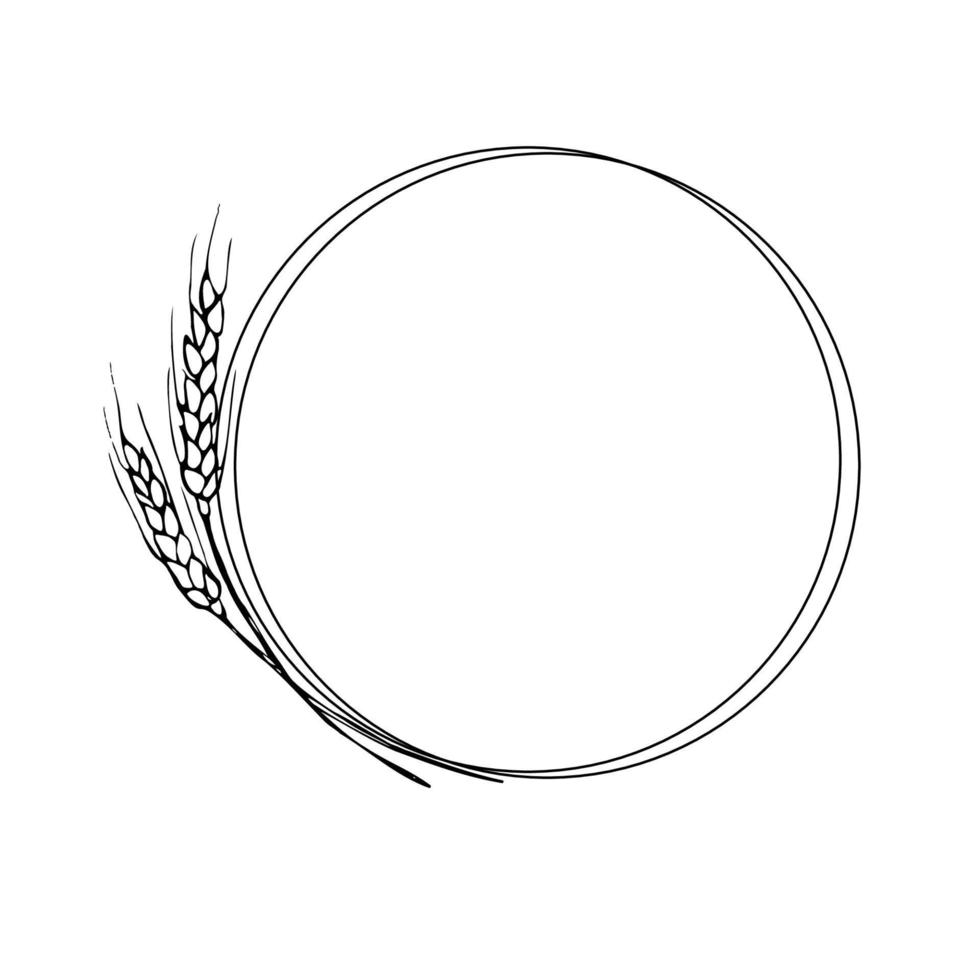 Wreath frame from ears of wheat.A bunch of ears of wheat,dried whole grains.Cereal harvest,agriculture,organic farming,healthy food symbol.Ears of wheat hand drawn.Design element. Isolated background vector