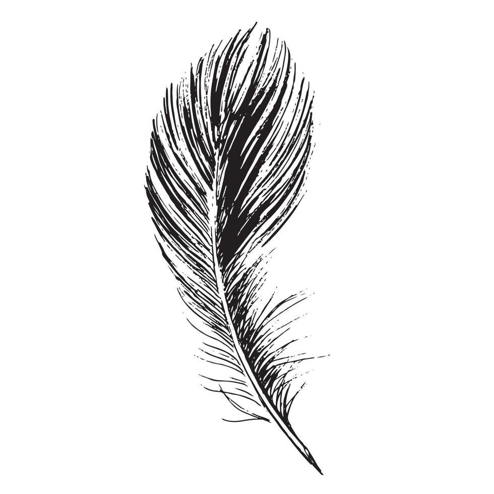 plumas sobre fondo blanco. estilo de boceto dibujado a mano. vector