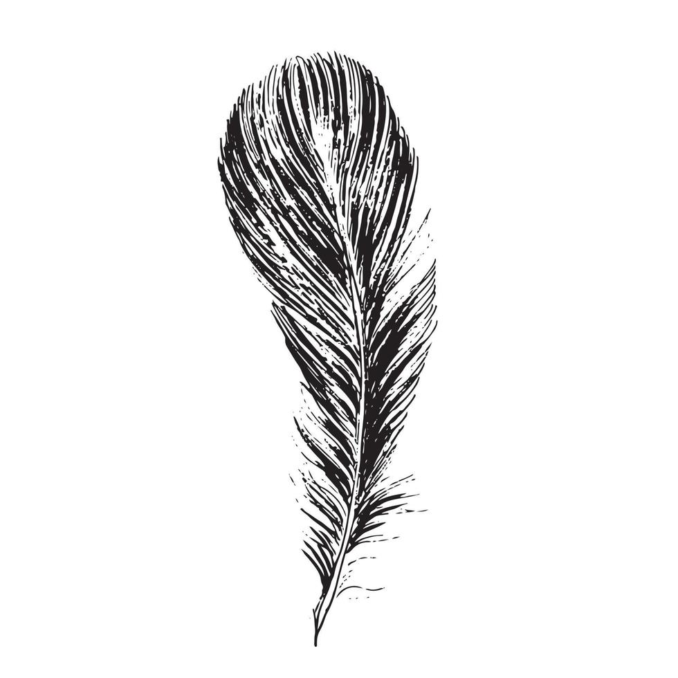 Feathers on white background. Hand drawn sketch style. vector