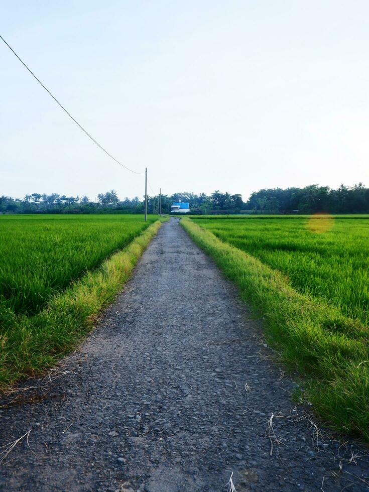 Beautiful landscape growing Paddy rice field two side with long road and mountain, blue sky background view and shady trees photo