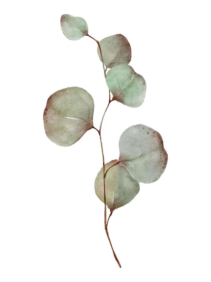 Eucalyptus greenery tree branch with leaves watercolor painting isolated on white background vector