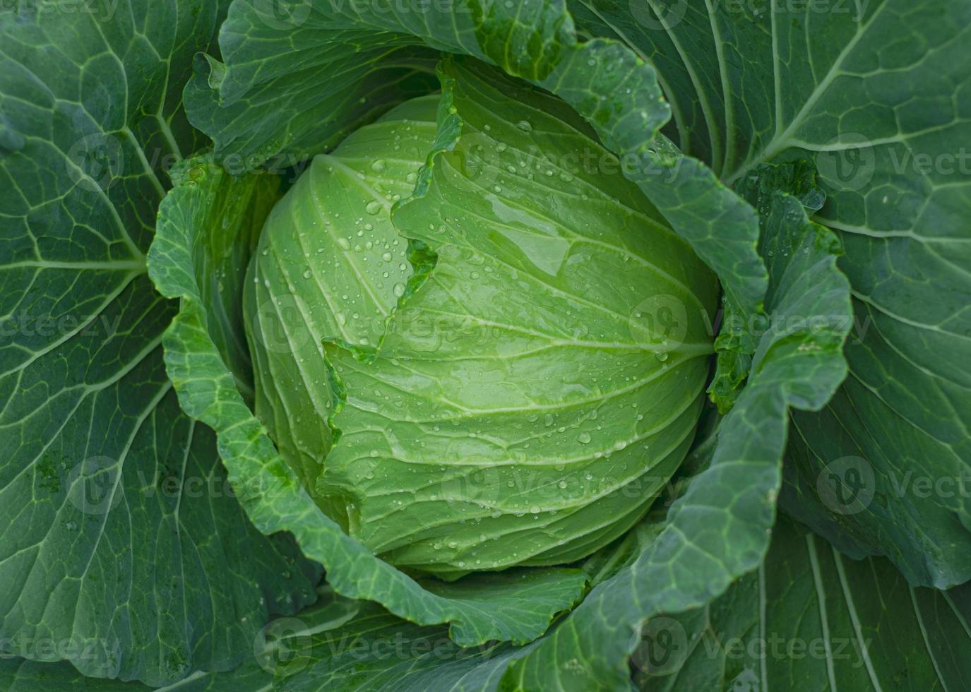 Cabbage maturing heads growing in the farm field photo
