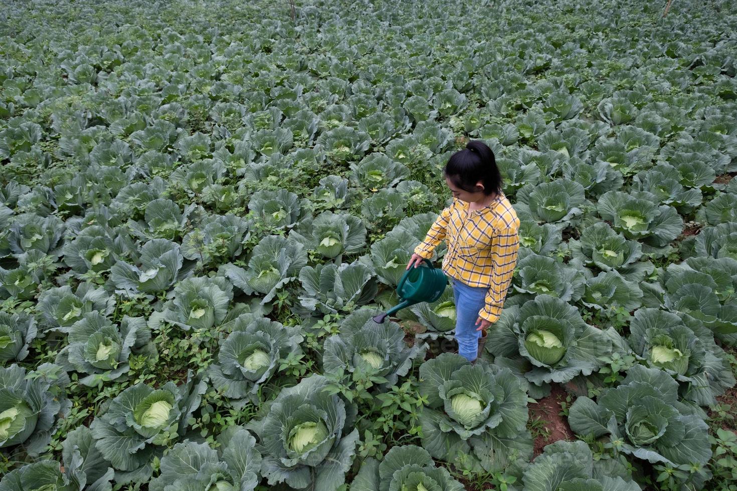Farmer watering cabbage garden with water can photo