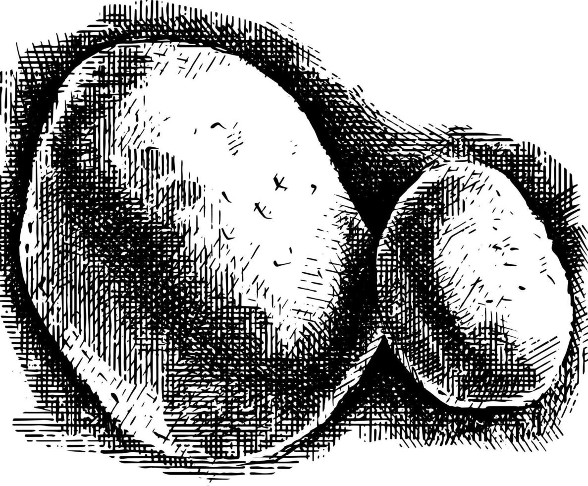 Black and white cross Hatch vector sketch illustration of potatoes
