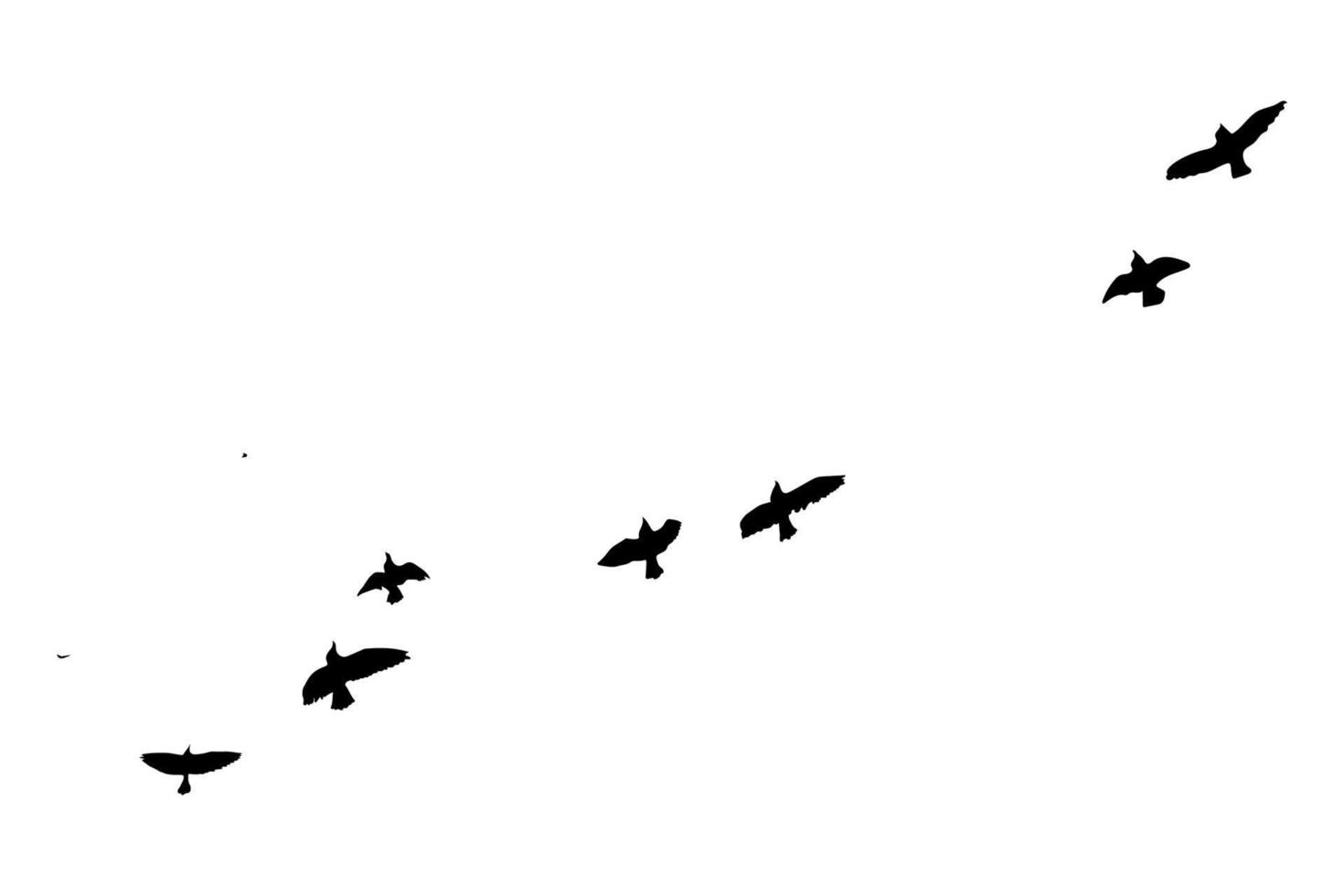 Flying birds silhouettes on isolated background. Vector illustration. isolated bird flying. Free Vector