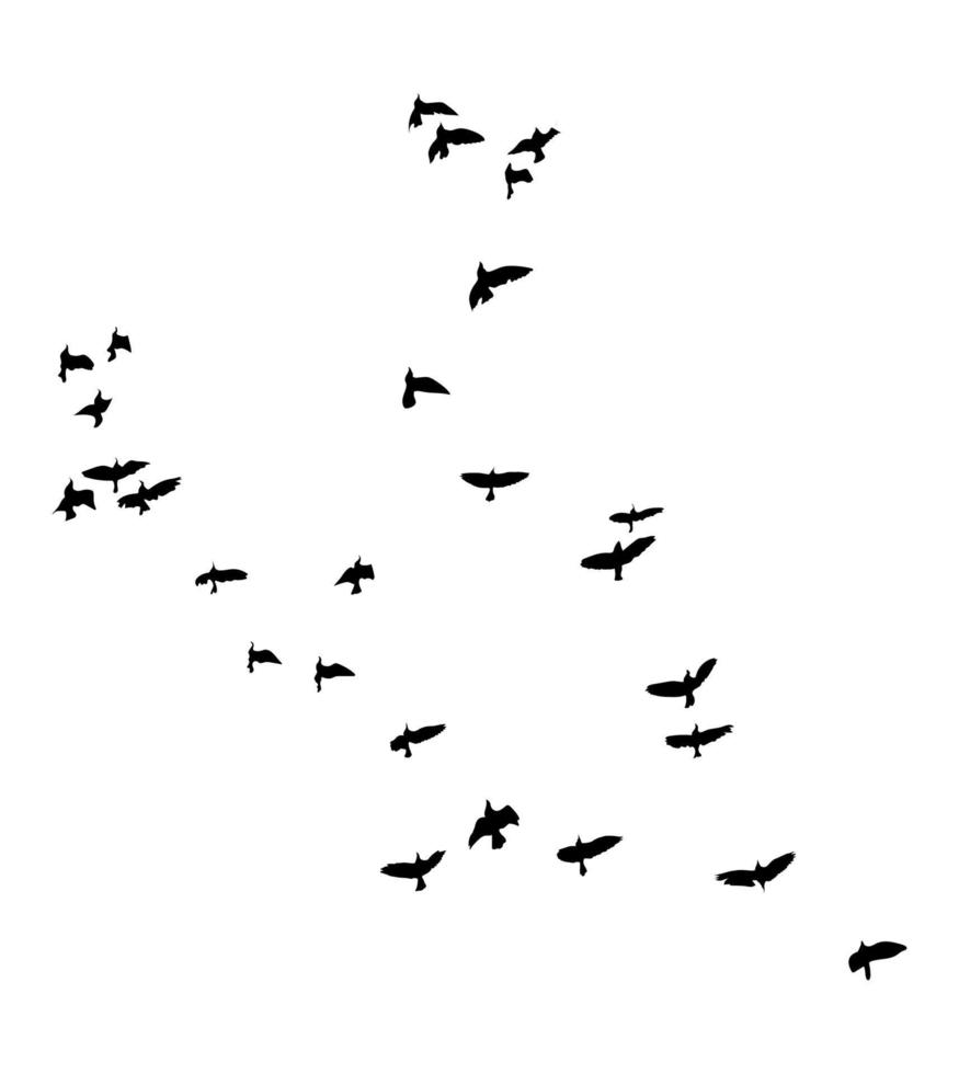 siluetas de aves voladoras sobre fondo aislado. ilustración vectorial vuelo de pájaro aislado. vector libre