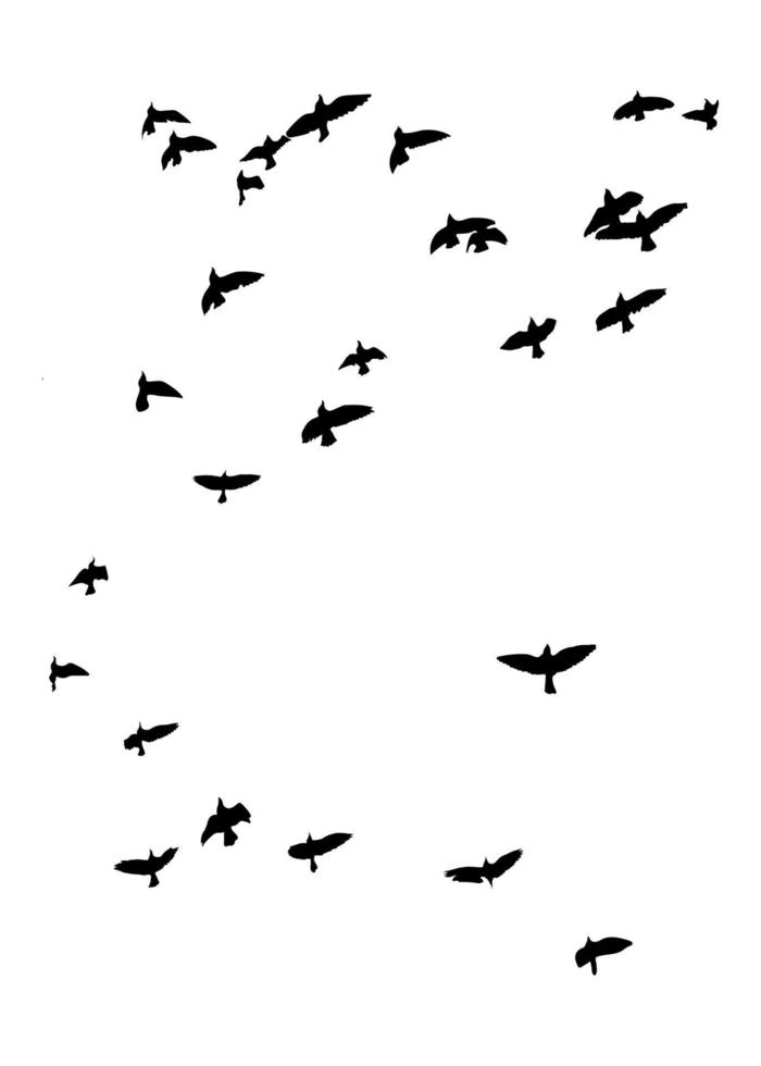 siluetas de aves voladoras sobre fondo aislado. ilustración vectorial vuelo de pájaro aislado. vector libre