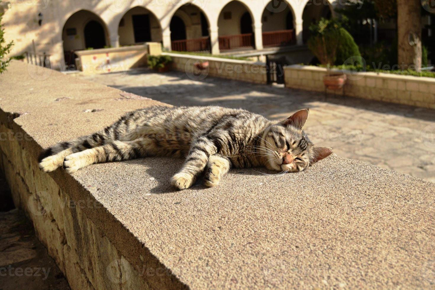 Cat lying on the parapet photo