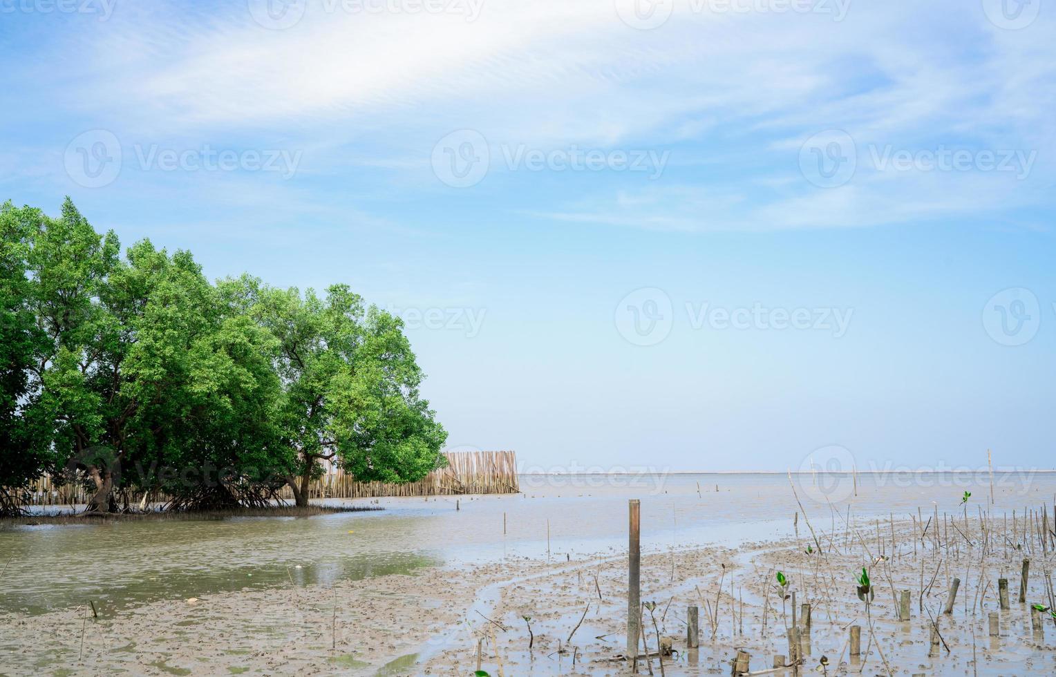 Green mangrove tree planting in mangrove forest. Mangrove ecosystem