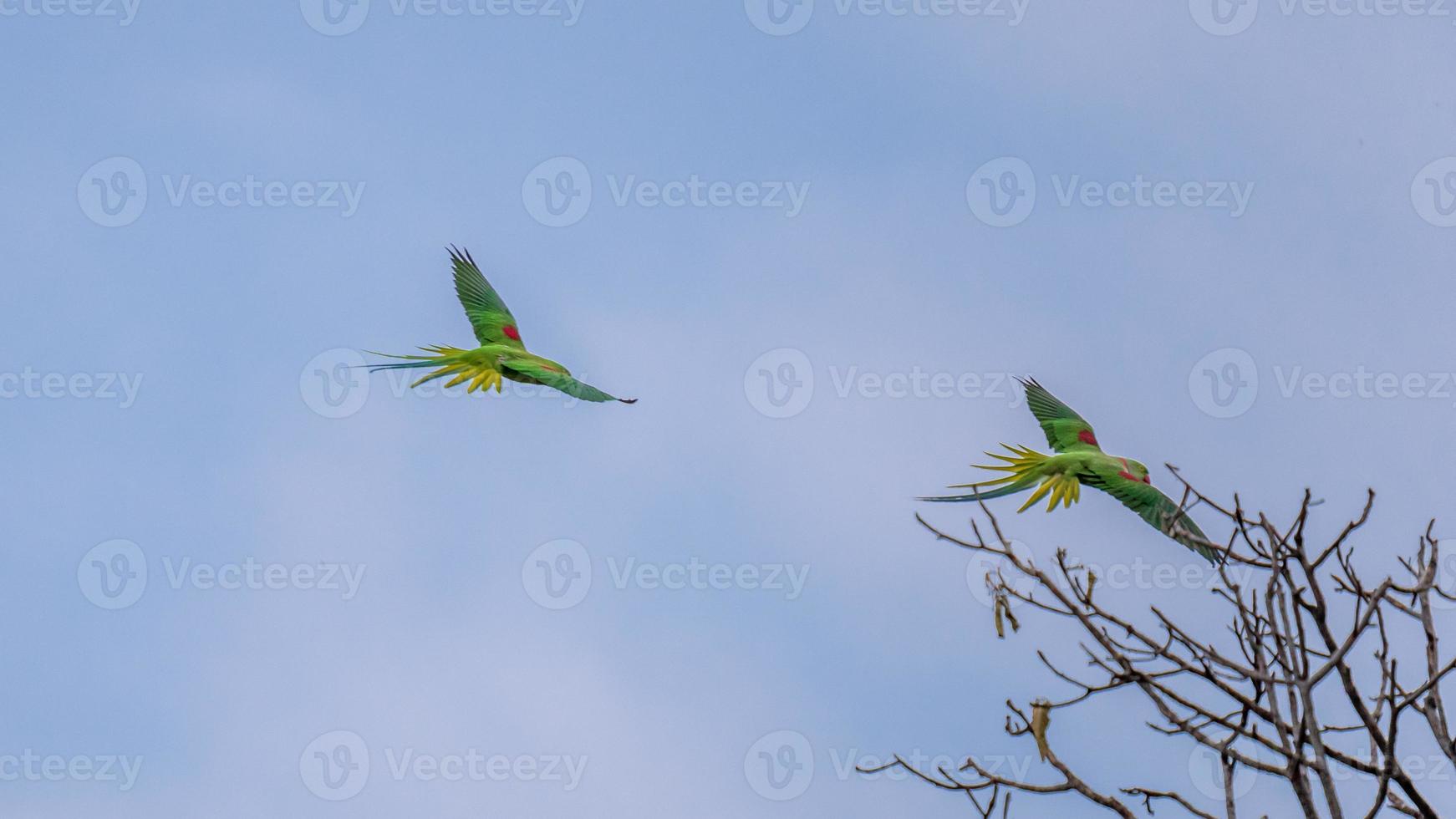 periquito alejandrino, loro alejandrino volando en el cielo azul foto