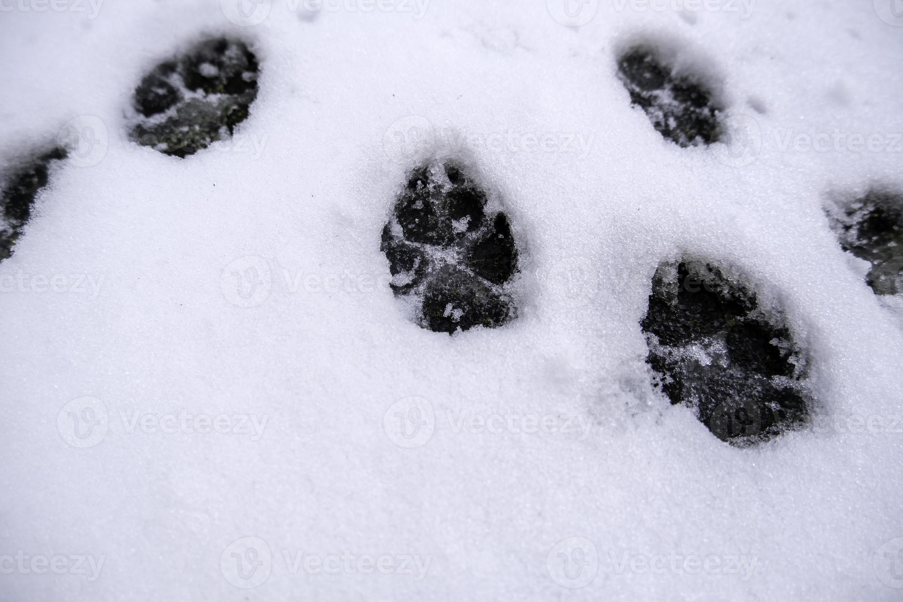 Footprints In The Snow Meaning