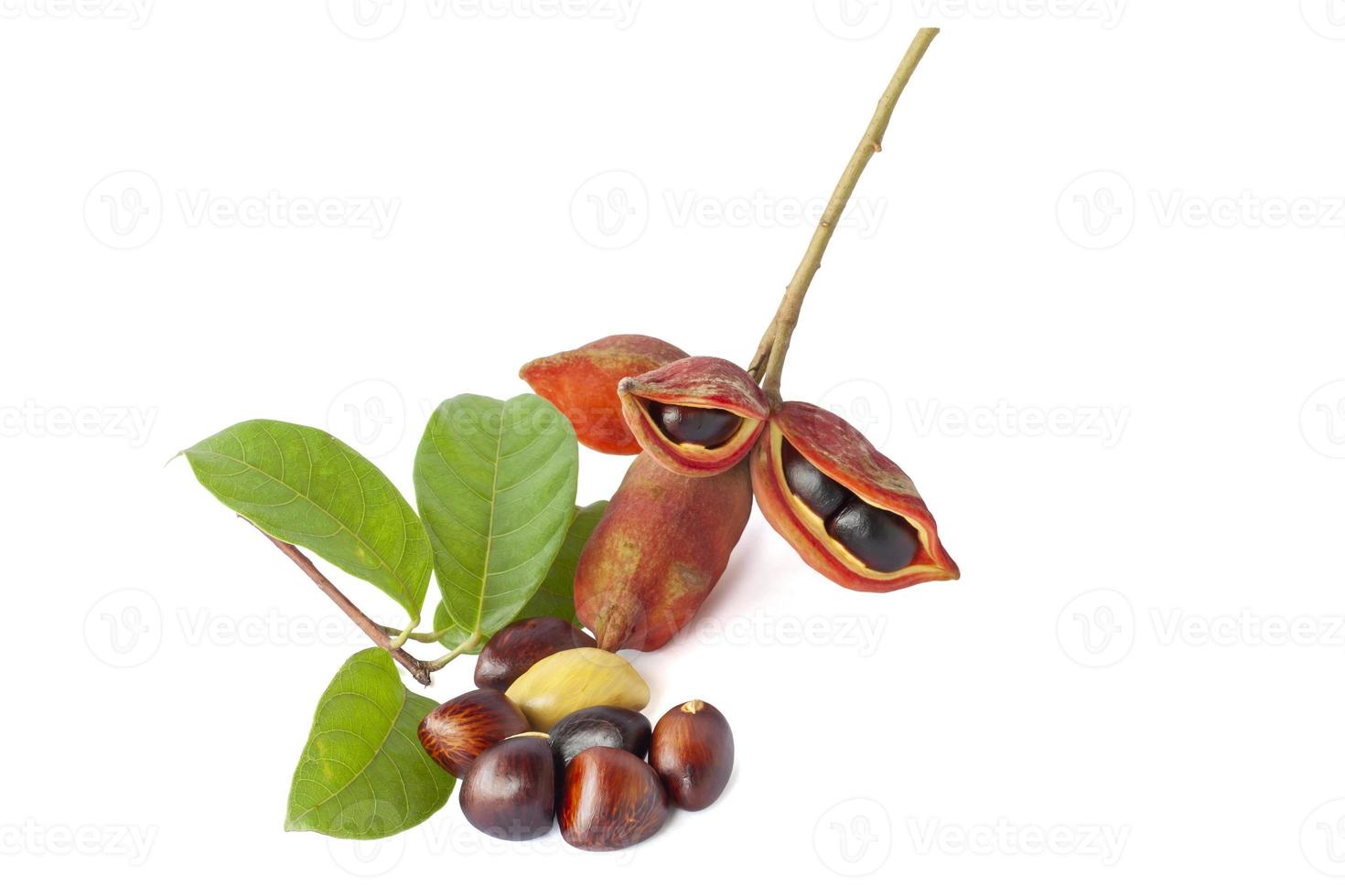 sterculia monosperma o castañas con hoja de tailandia aislado sobre fondo blanco. foto