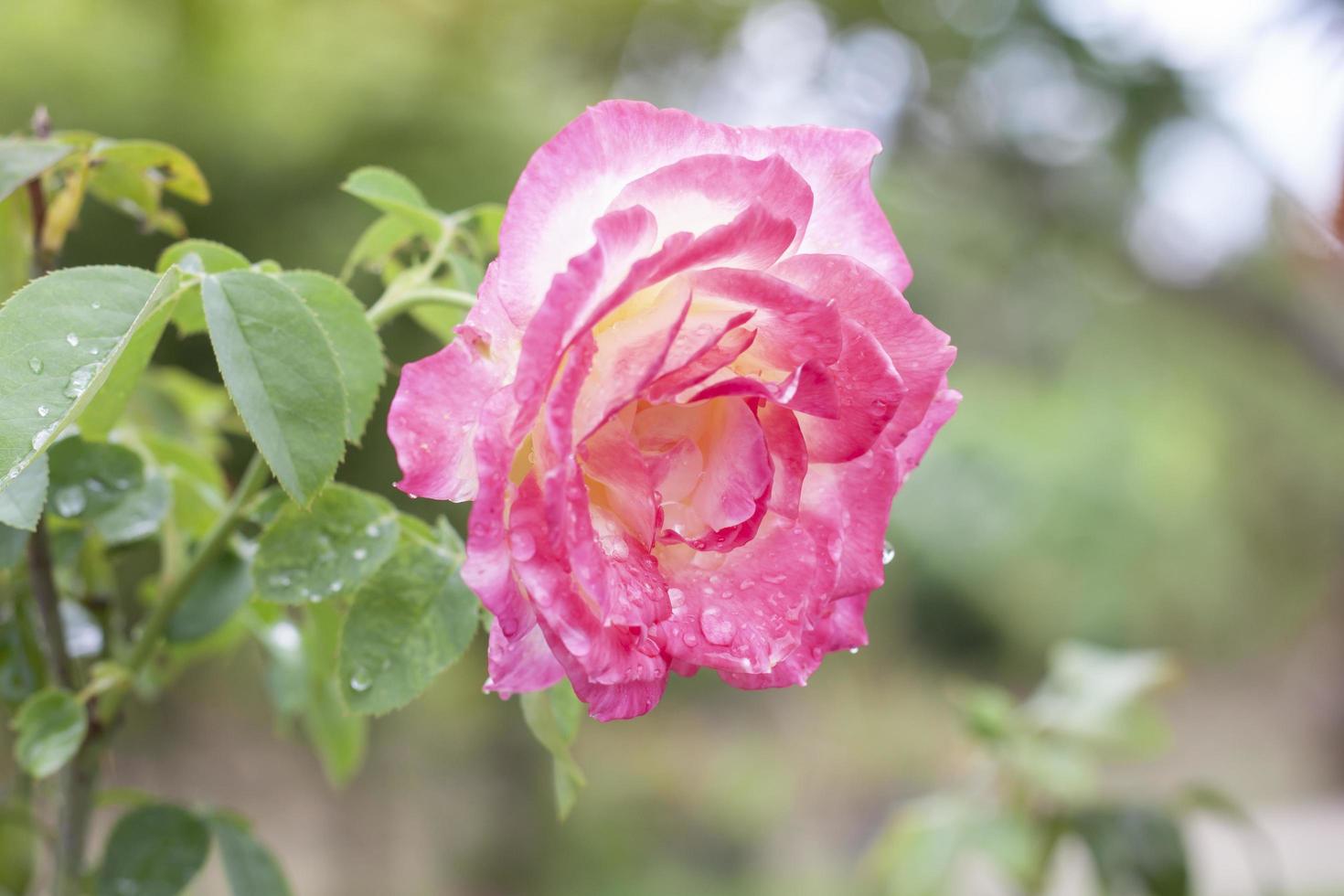 flor de rosa rosa y amarilla para florecer después de la lluvia con gotas de lluvia en el jardín sobre fondo de naturaleza borrosa. foto