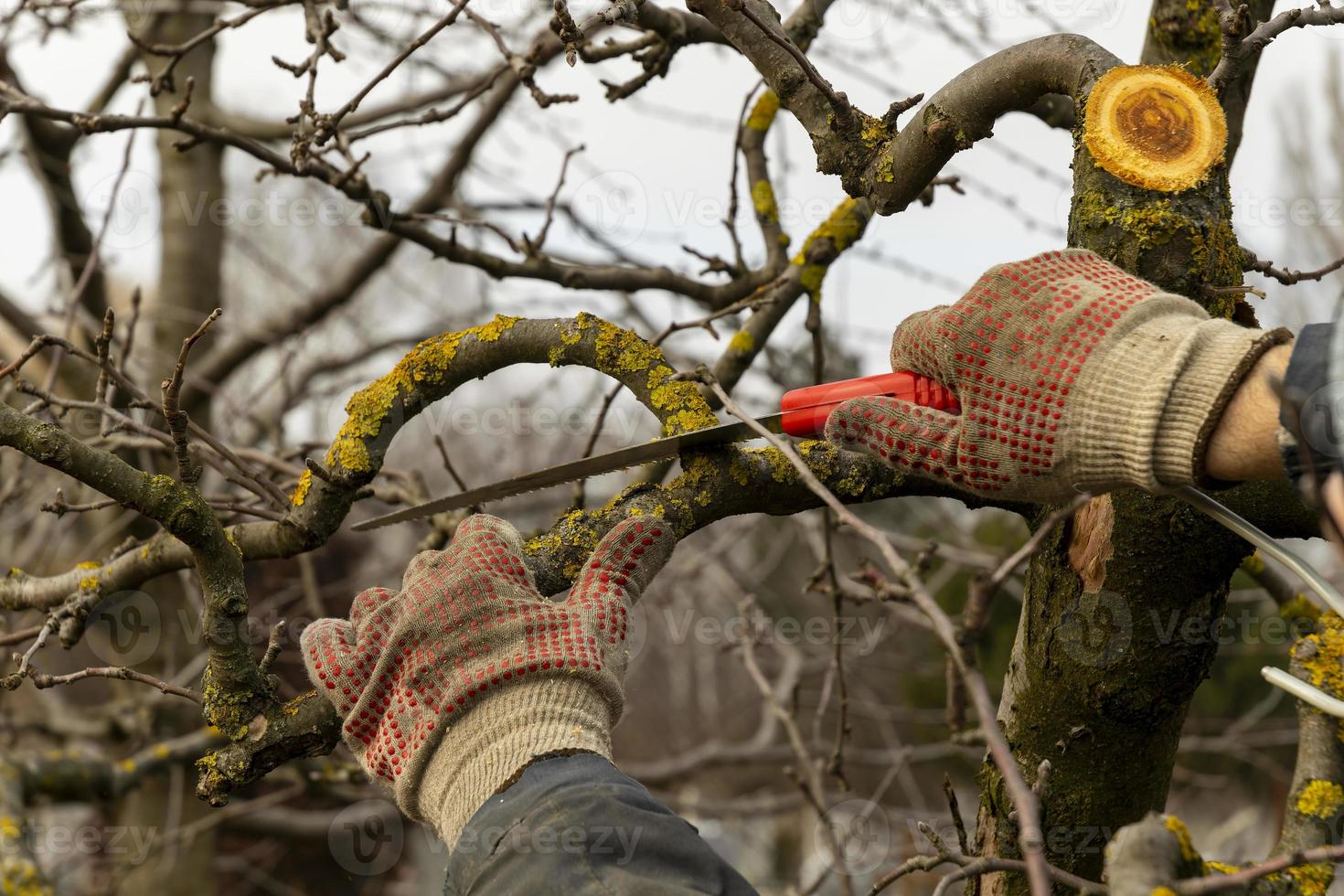 manzanos en el jardín con ramas cortadas. poda sanitaria de ramas dañadas enfermas. el concepto de cuidar los árboles frutales foto