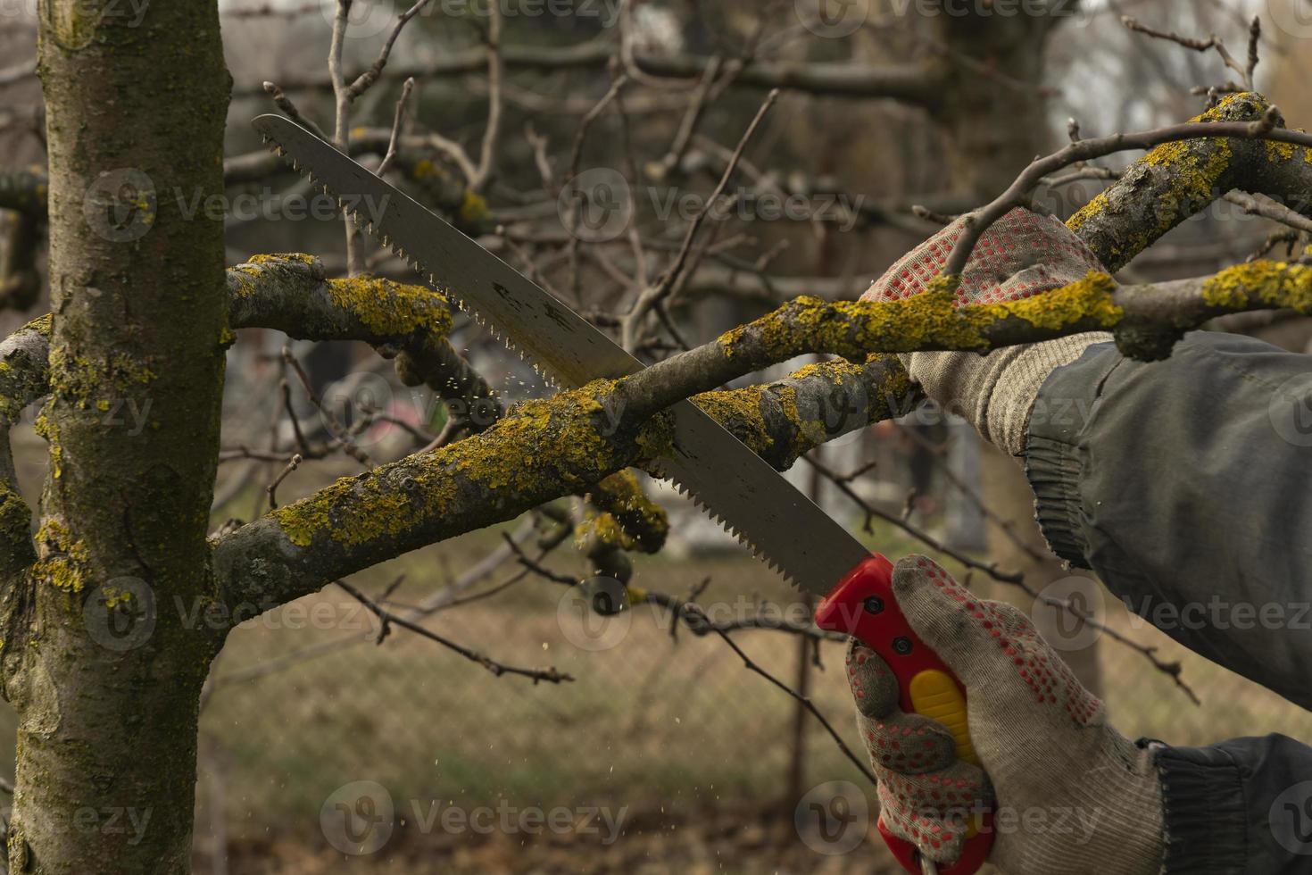 Apple trees in the garden with cut branches. Sanitary pruning of diseased damaged branches. The concept of caring for fruit trees photo