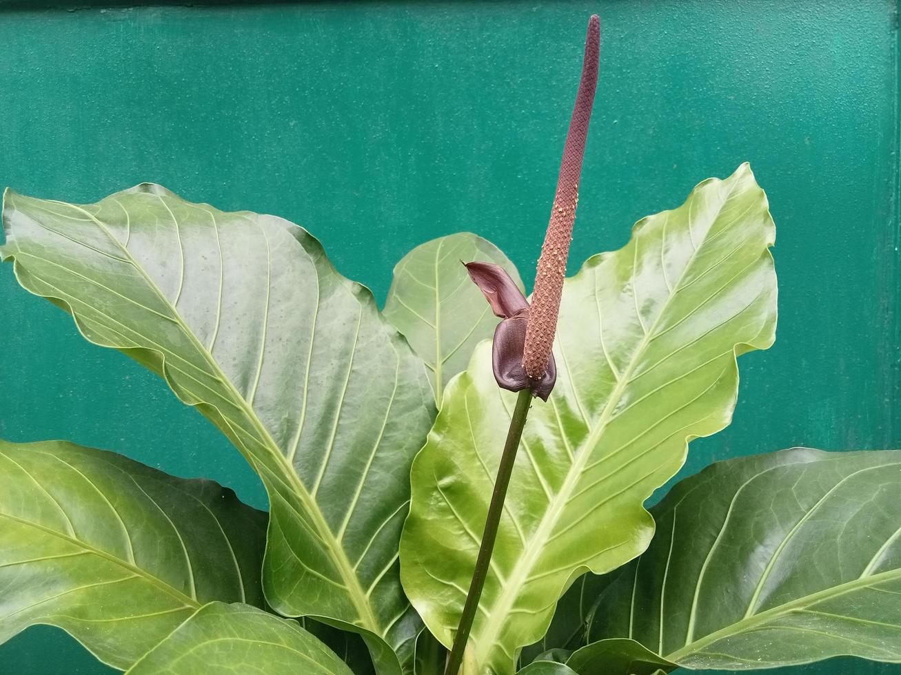 Anthurium superbum or commonly called a wave of love plants photo