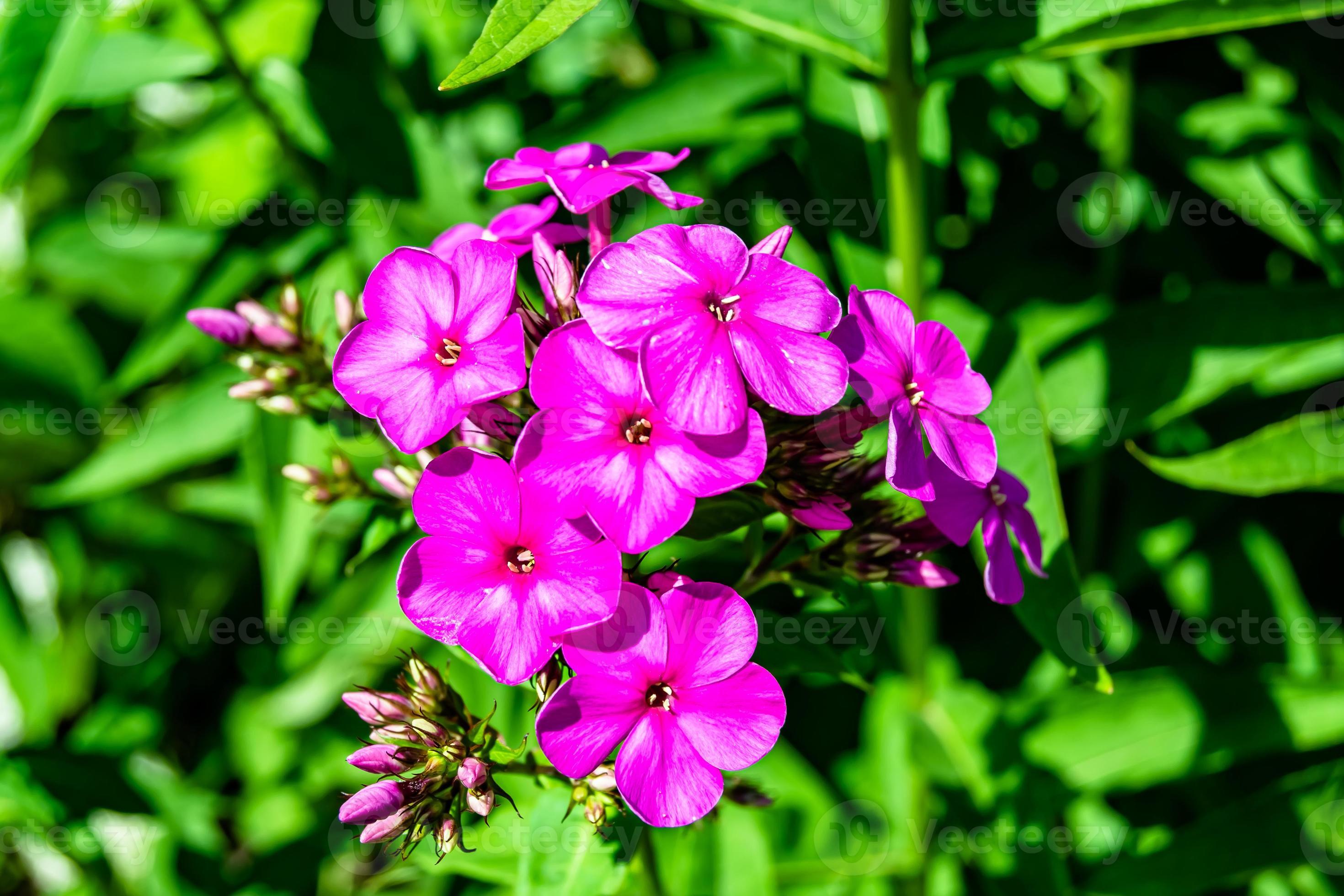 hermosa flor silvestre creciente phlox paniculata en pradera 19138901 Foto  de stock en Vecteezy