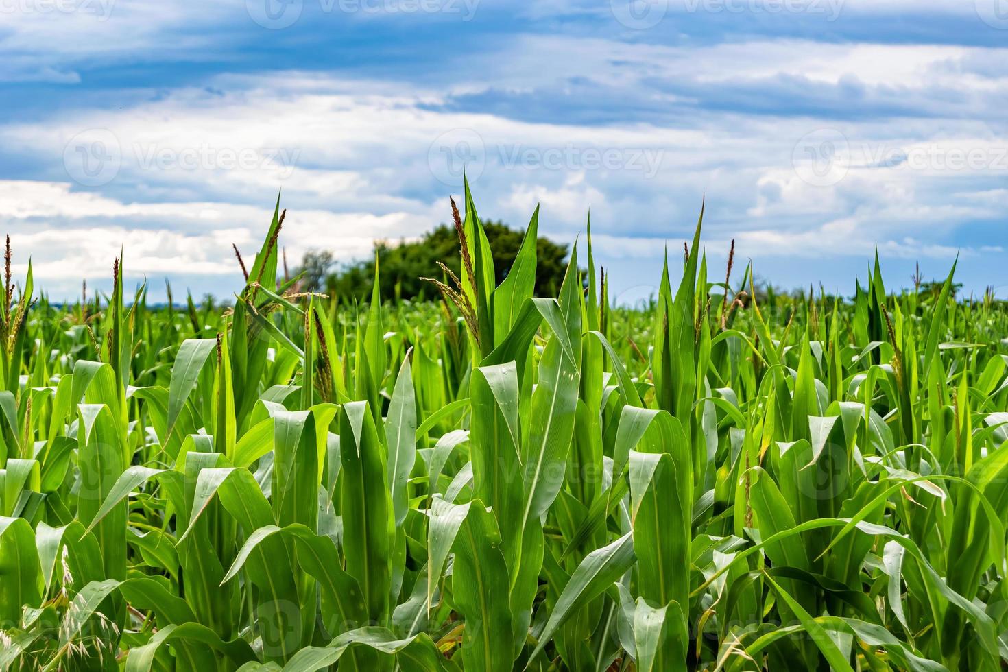 Photography on theme big corn farm field for organic harvest photo