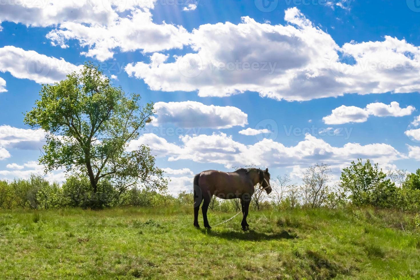 Beautiful wild brown horse stallion on summer flower meadow photo