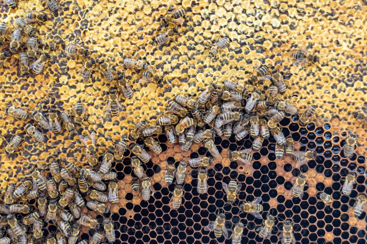 Abstract hexagon structure is honeycomb from bee hive filled photo