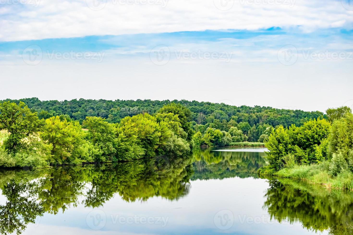 Beautiful grass swamp reed growing on shore reservoir in countryside photo