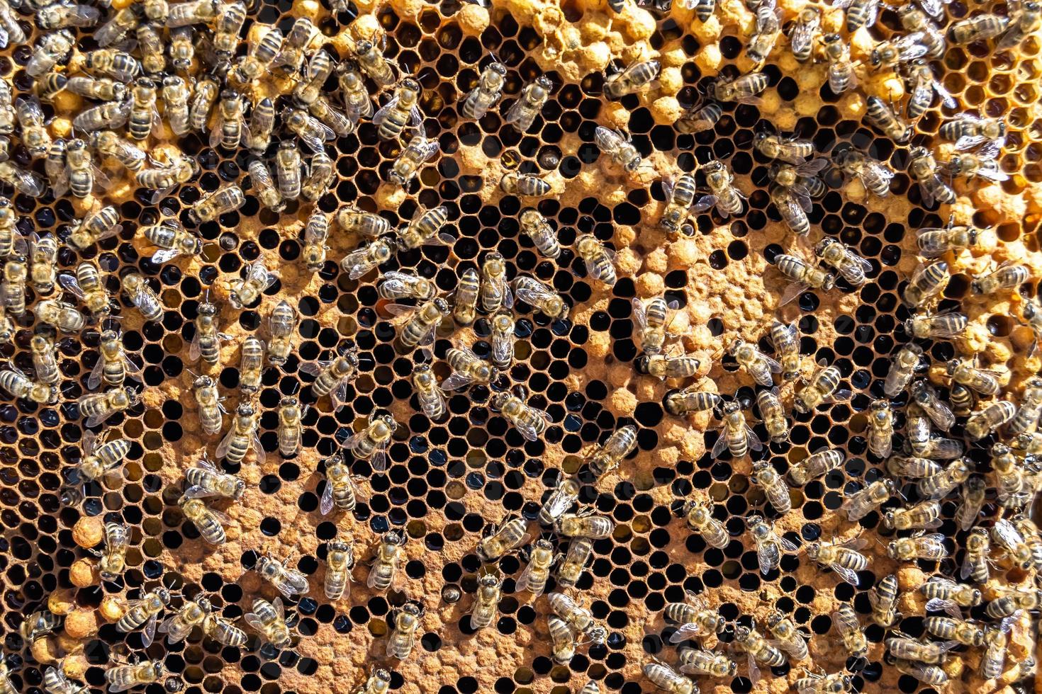 Abstract hexagon structure is honeycomb from bee hive filled photo