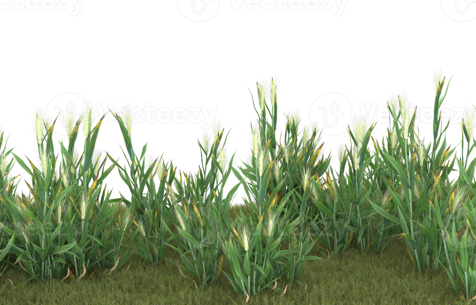 Realistic foliage isolated on transparent background. 3d rendering - illustration png