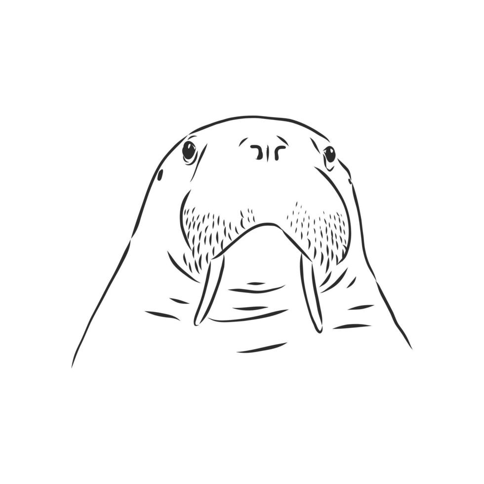 walrus vector sketch