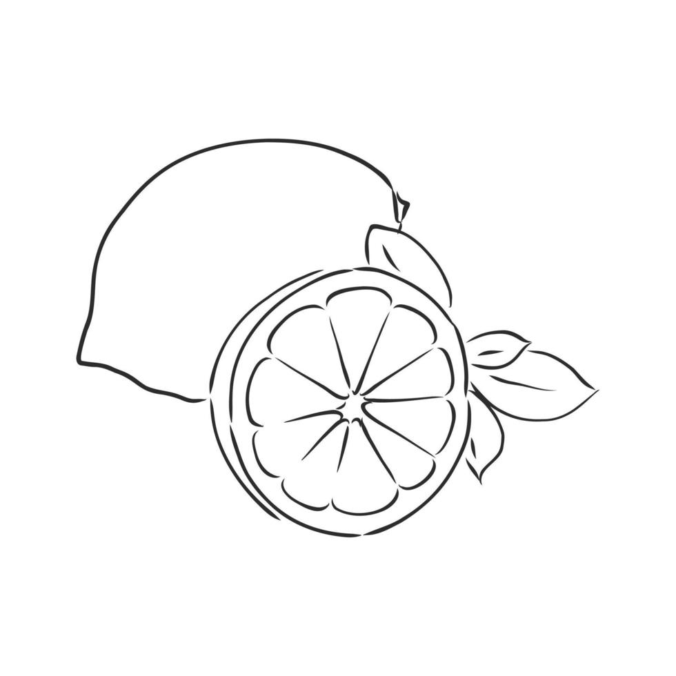 lemon vector sketch
