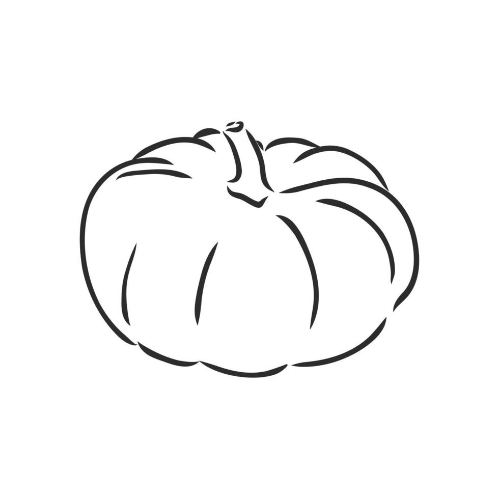 pumpkin vector sketch