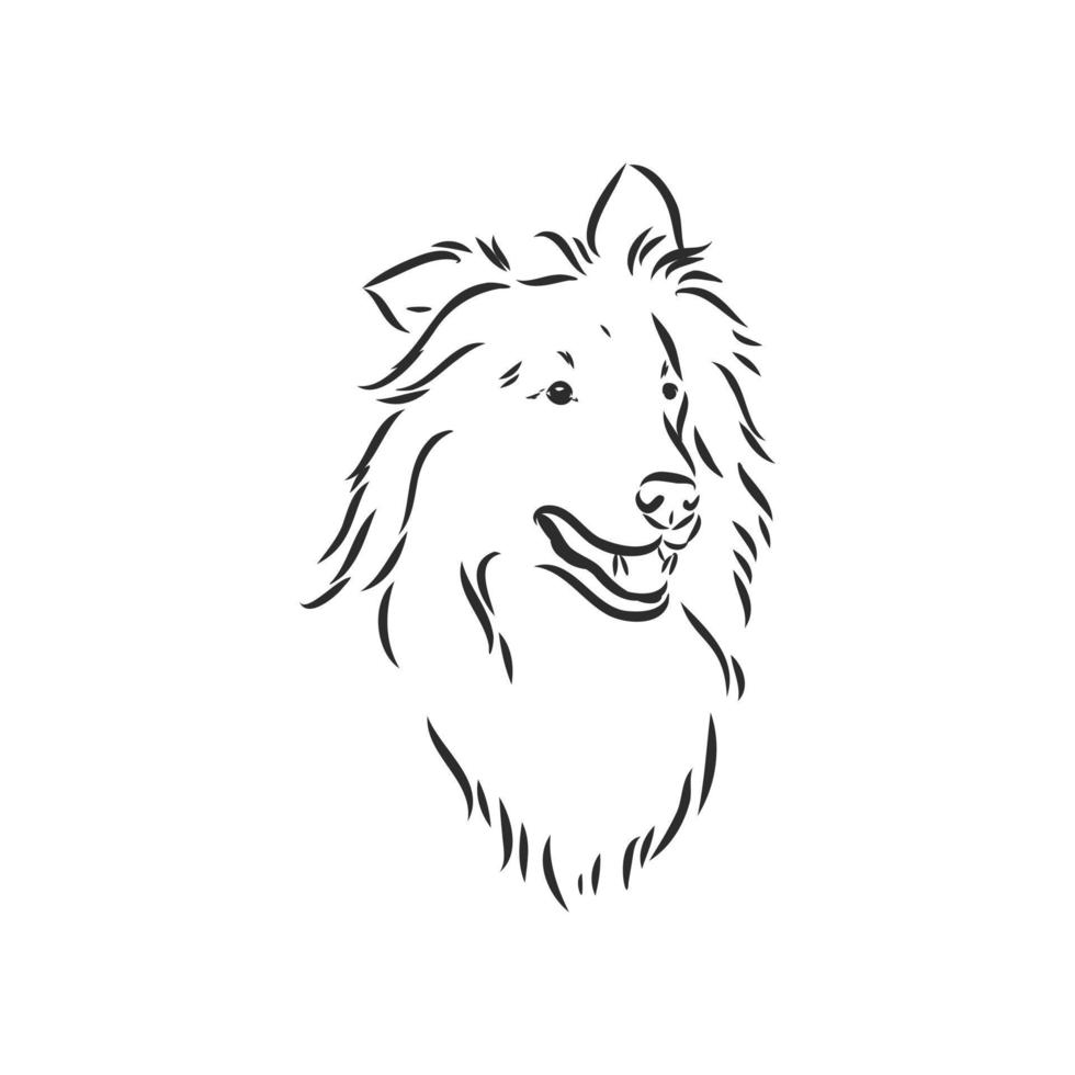 dibujo vectorial de perro collie vector