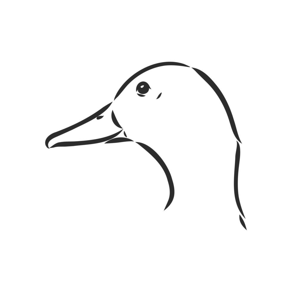 dibujo vectorial de pato vector