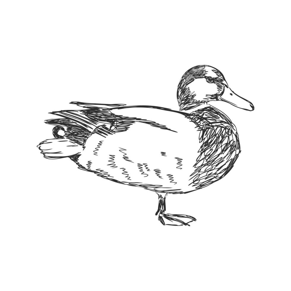 dibujo vectorial de pato vector