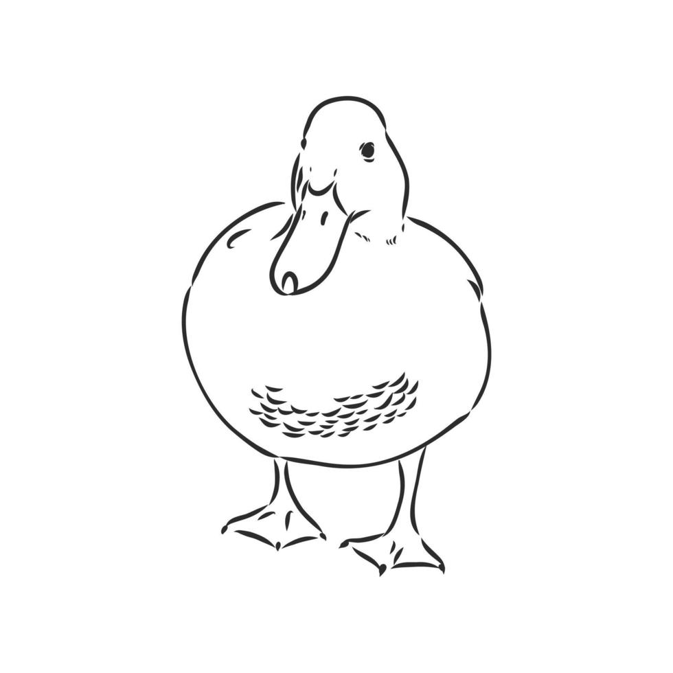 dibujo vectorial de pato vector