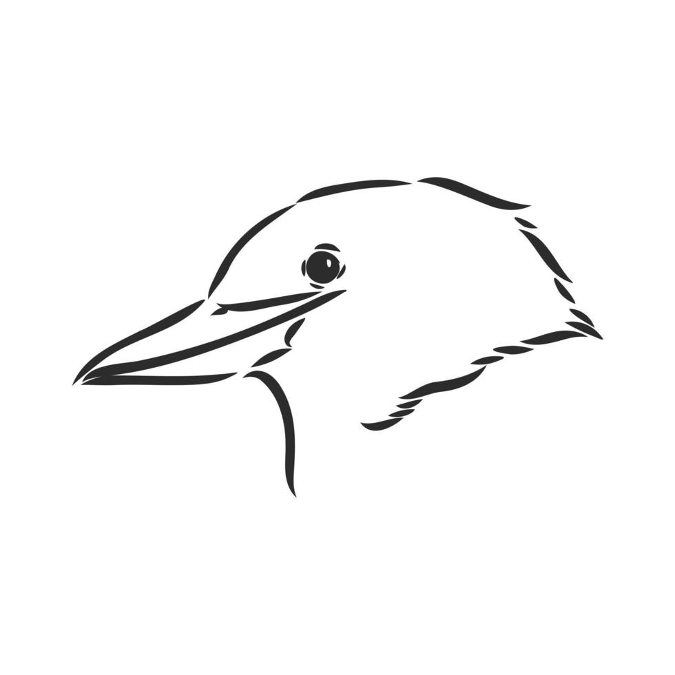 kookaburra bird vector sketch