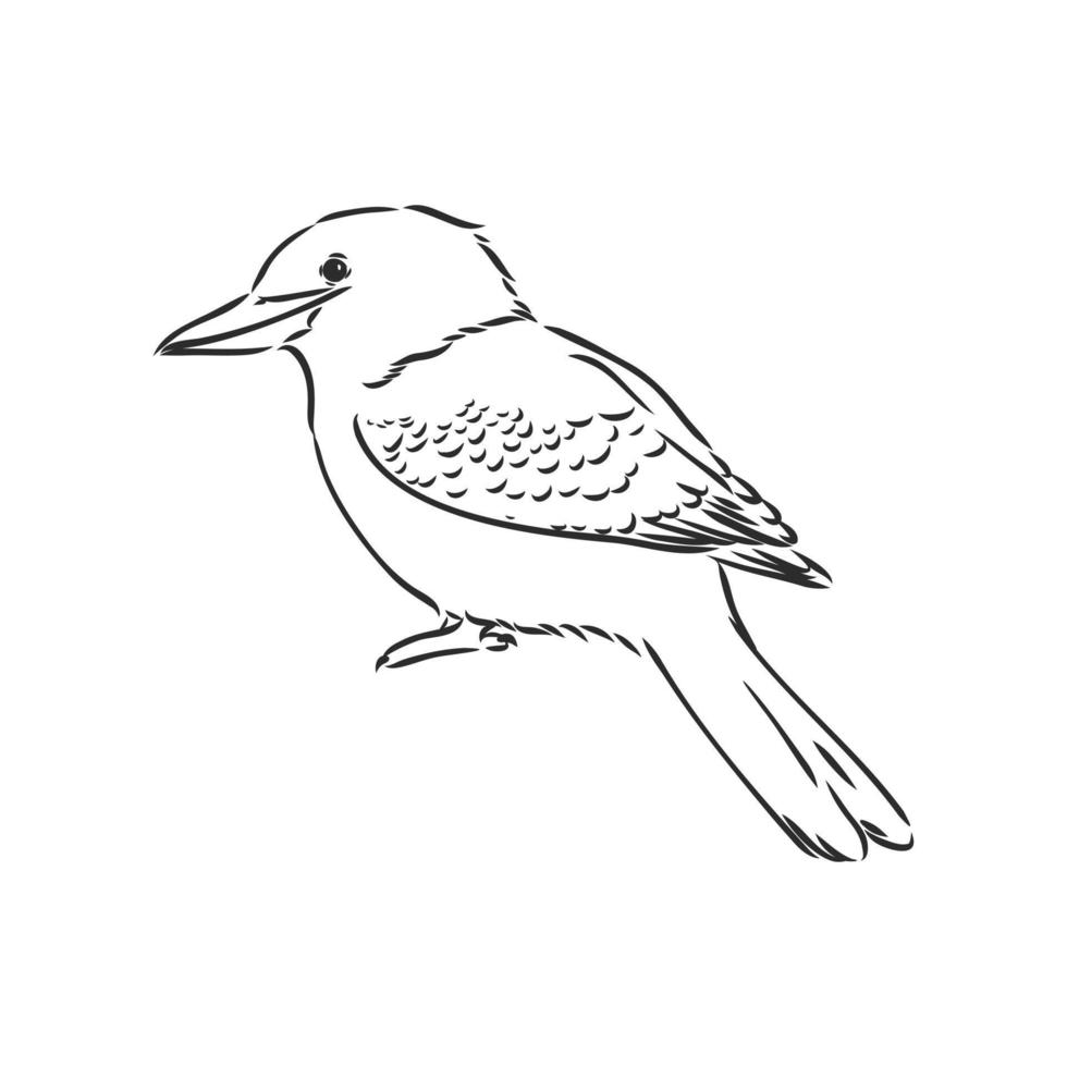 kookaburra bird vector sketch