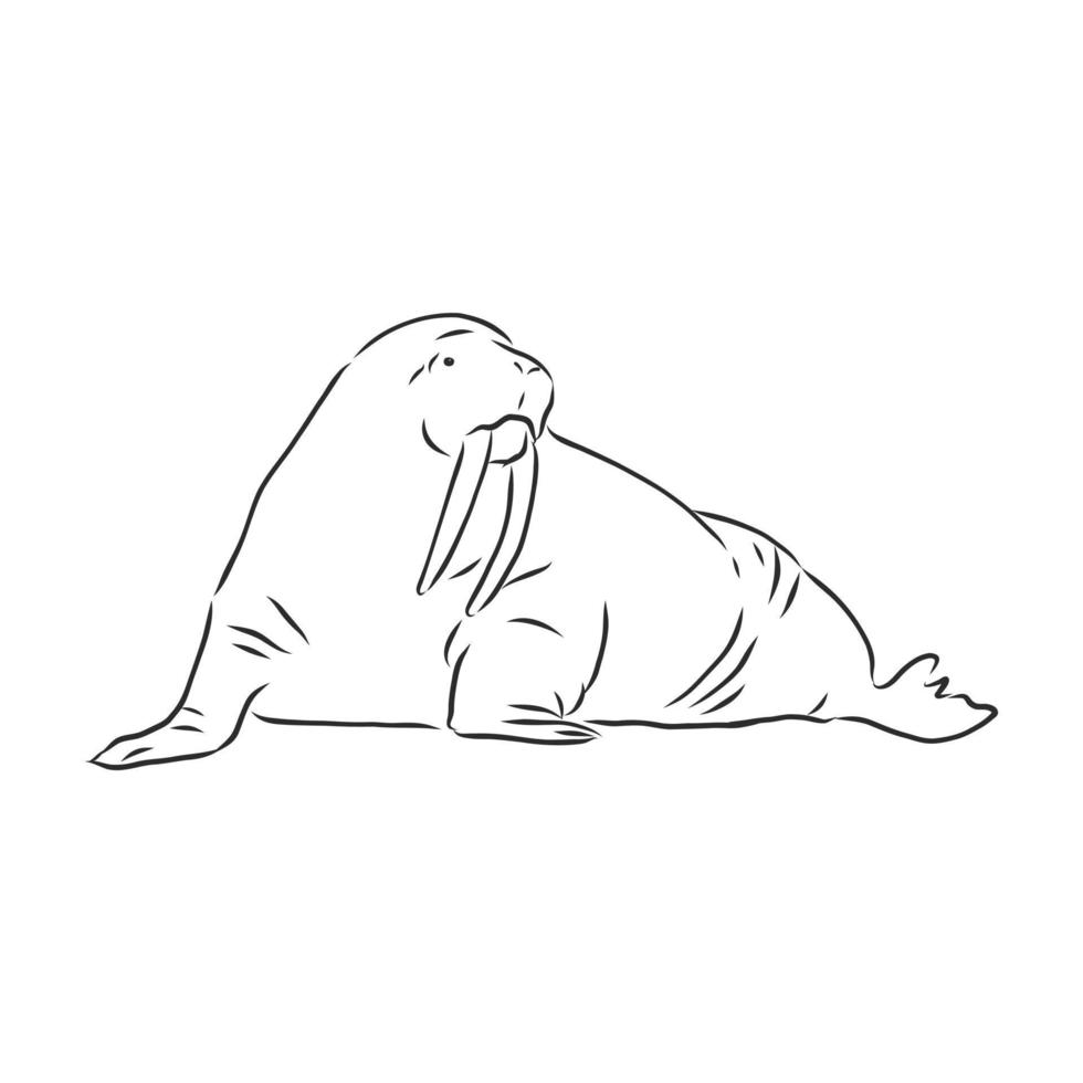 walrus vector sketch