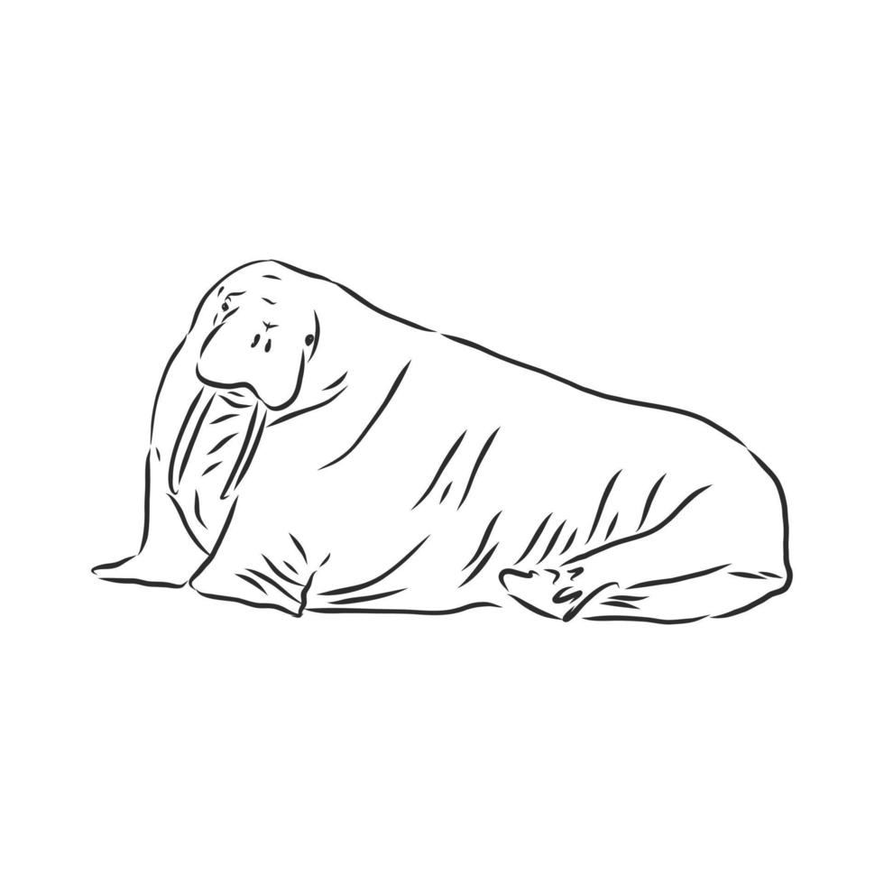 walrus vector sketch