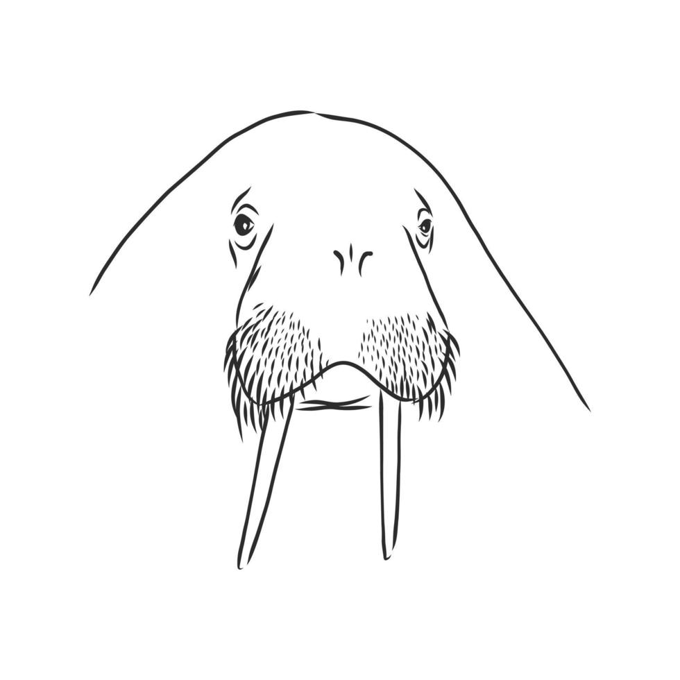 walrus vector sketch