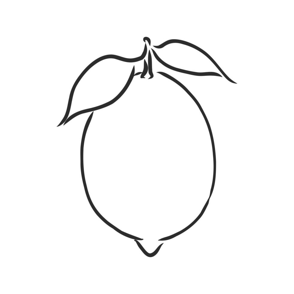 lemon vector sketch